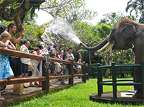 エレファント・サファリ　Elephant Safari